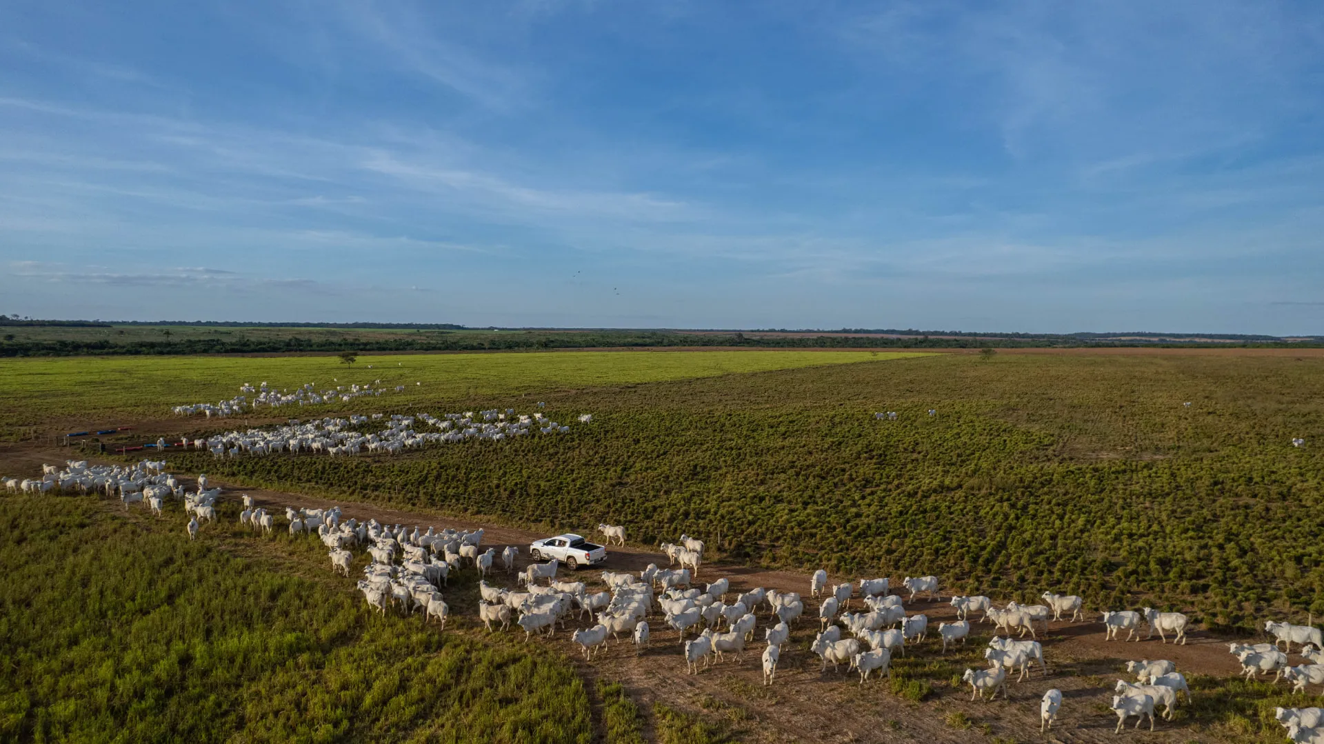 Vista aérea do rebanho Nelore percorrendo as pastagens da Fazenda Guadalupe