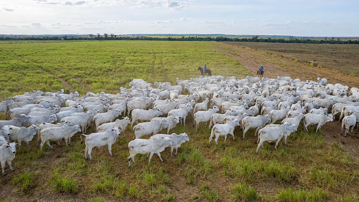 Rebanho Nelore da Fazenda Guadalupe conduzido por vaqueiros no pasto