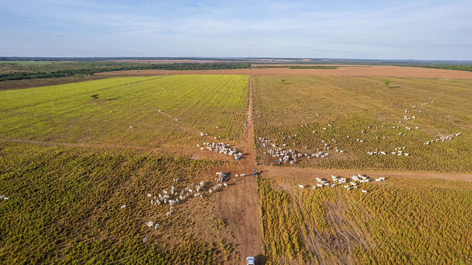 Vista aérea das pastagens e do rebanho da Fazenda Guadalupe