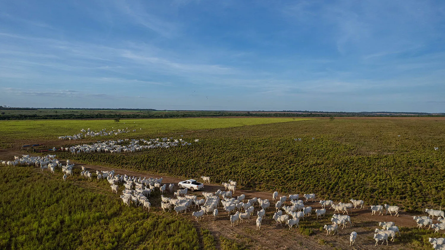 Rebanho Nelore percorrendo a estrada entre as pastagens da Fazenda Guadalupe